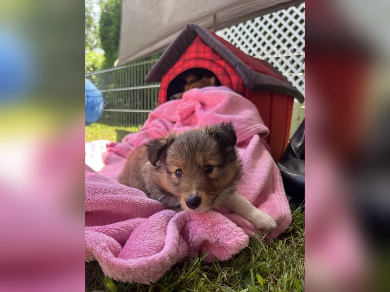 Wunderschöne Sheltie Welpen
