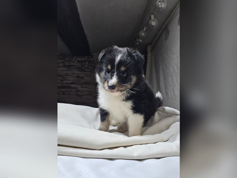 Sheltie-Welpen, Mädchen und ein Junge