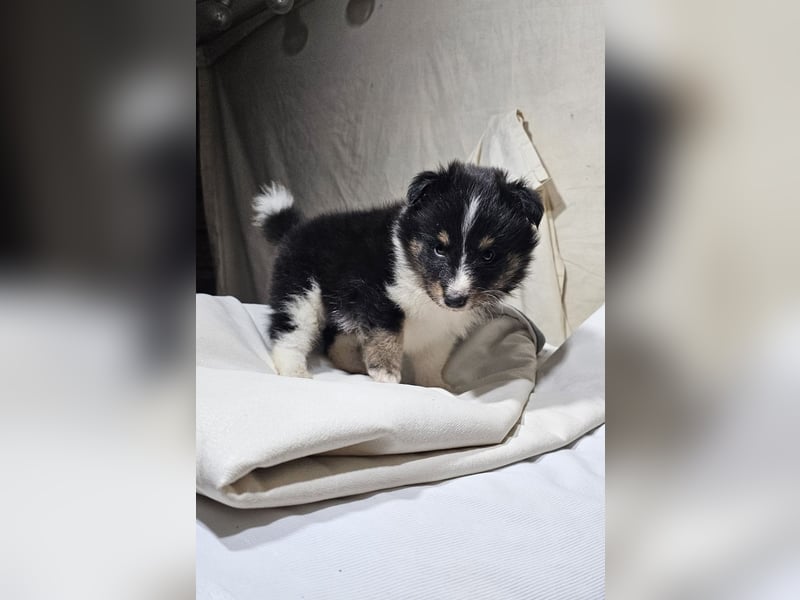 Sheltie-Welpen, Mädchen und ein Junge