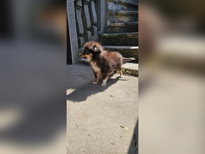 Sheltie FCI Junge