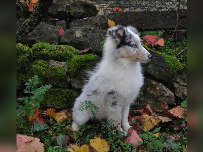 Sheltie FCI Hündin