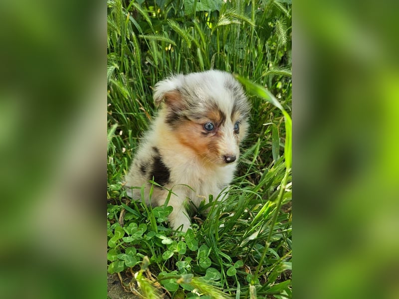 Sheltie-Mädchen