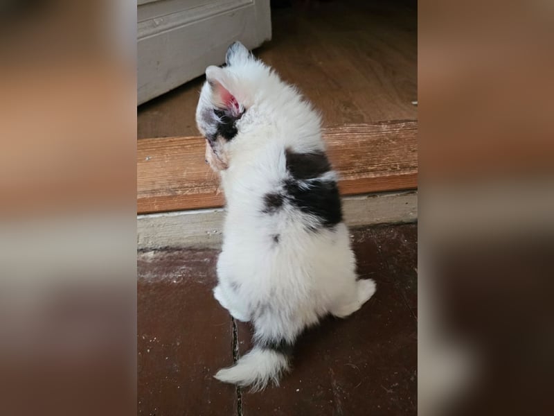 Sheltie Merle Jungen FCI