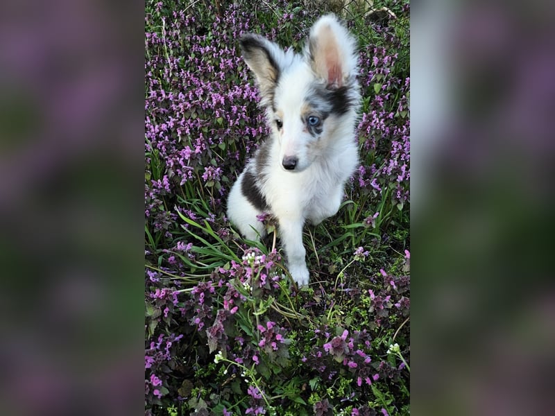 Sheltie Merle Jungen FCI