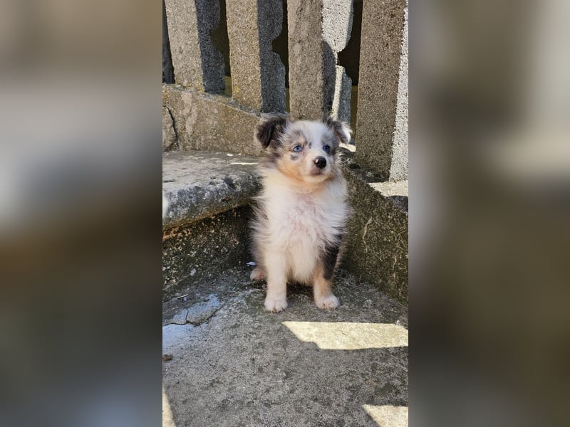 Sheltie-Junge