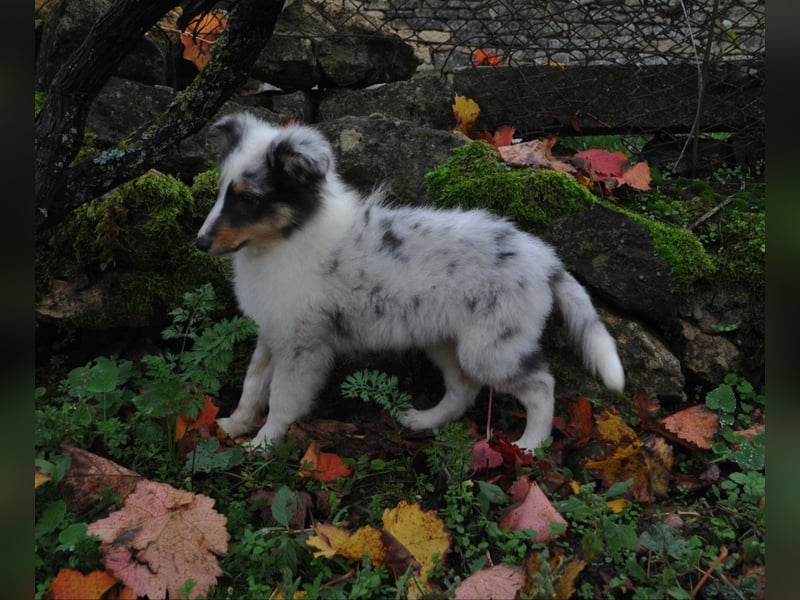 Sheltie FCI Hündin