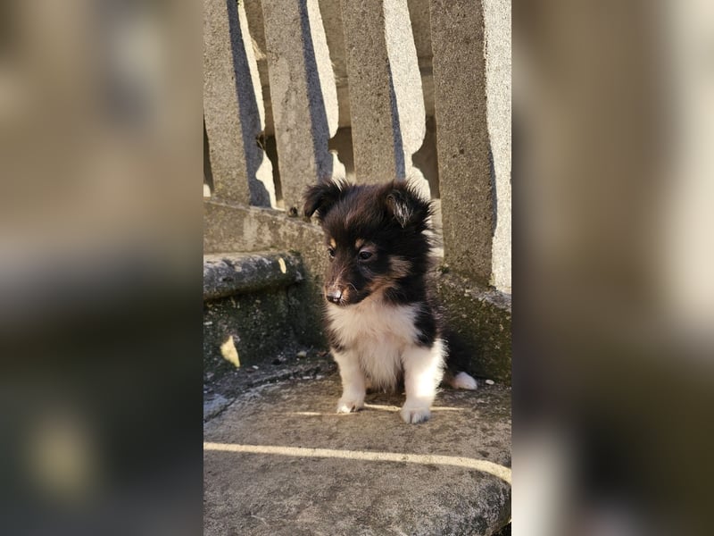 Sheltie-Welpen, Mädchen