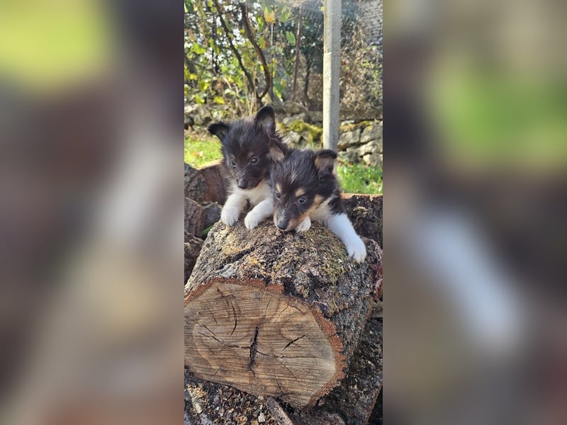 Sheltie-Welpen, Mädchen und ein Junge