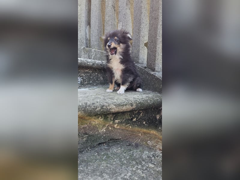 Sheltie FCI Junge