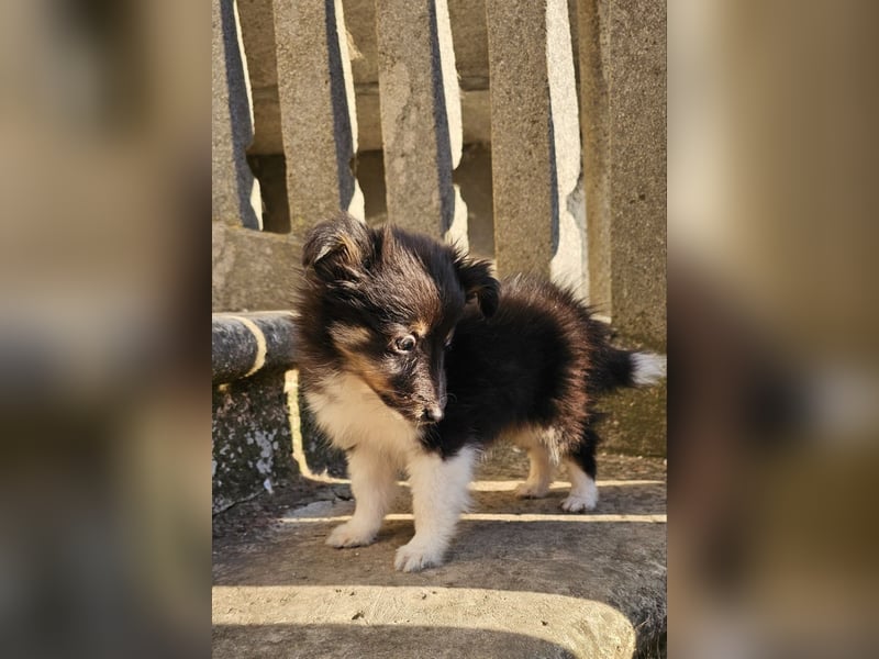 Sheltie-Welpen, Mädchen