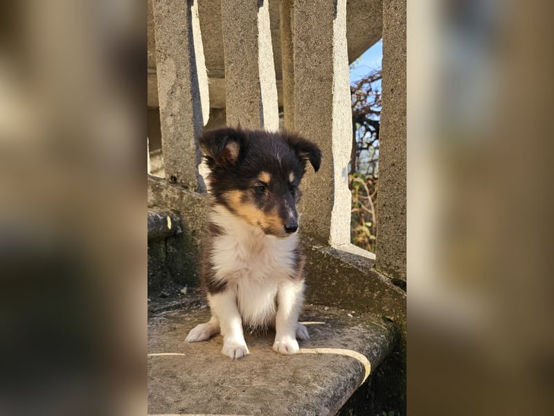 Sheltie-Welpen, Mädchen