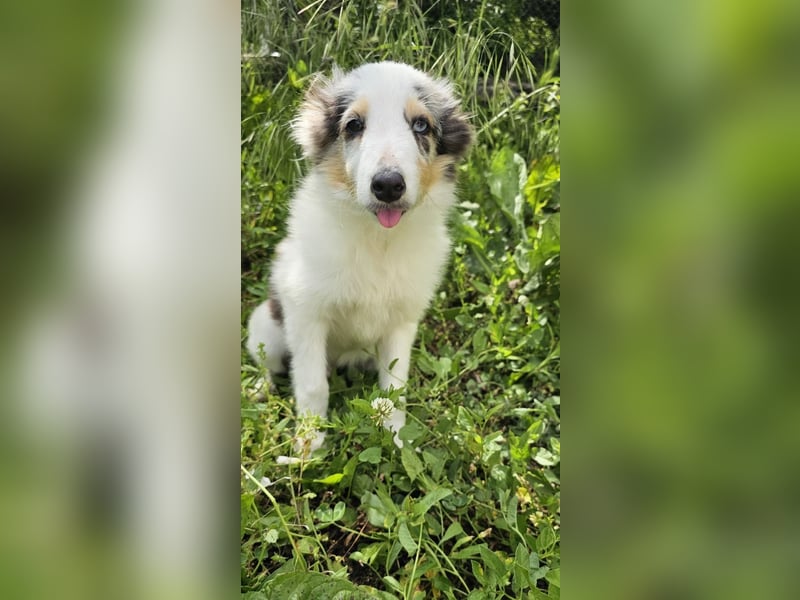 Blue Merle Sheltie-Männchen