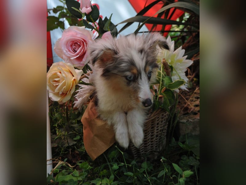 Sheltie-Mädchen