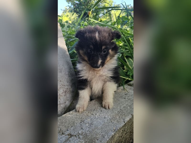 Sheltie-Mädchen