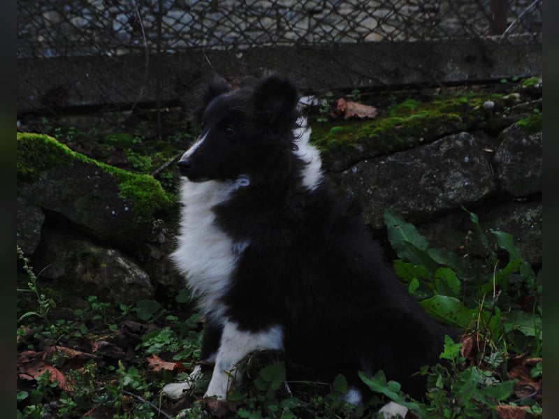 Weiblicher Sheltie FCI