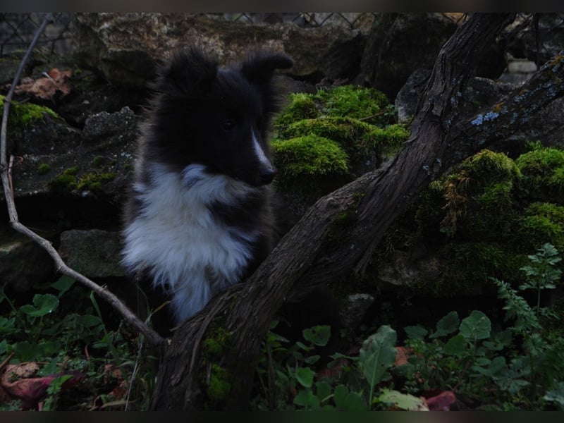 Weiblicher Sheltie FCI