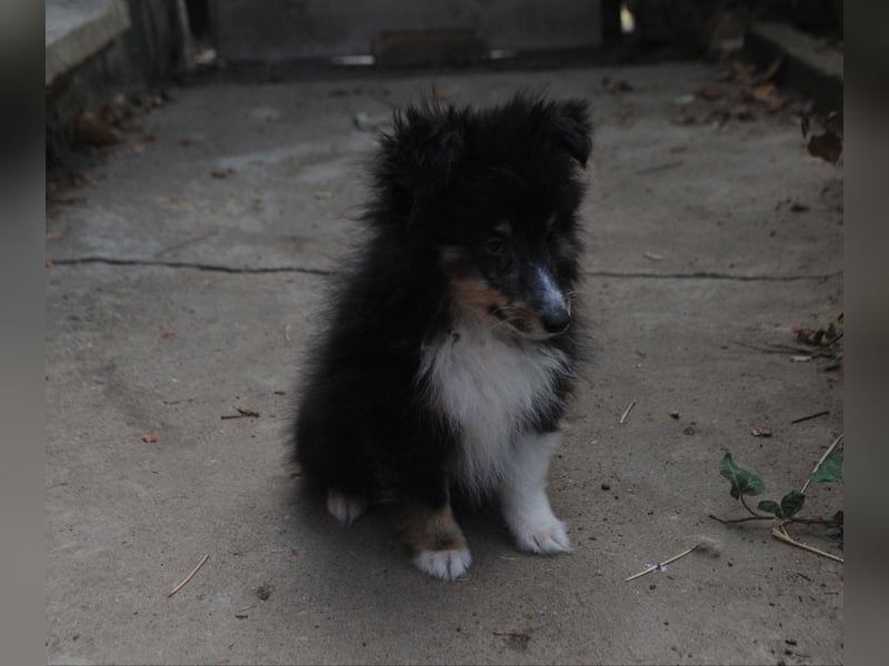 dreifarbiges Sheltie-Mädchen