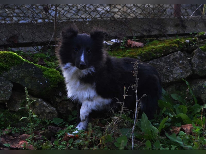 Weiblicher Sheltie FCI