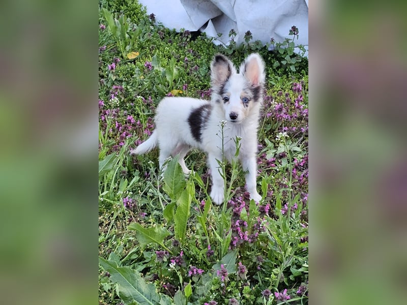 Sheltie Merle Jungen FCI