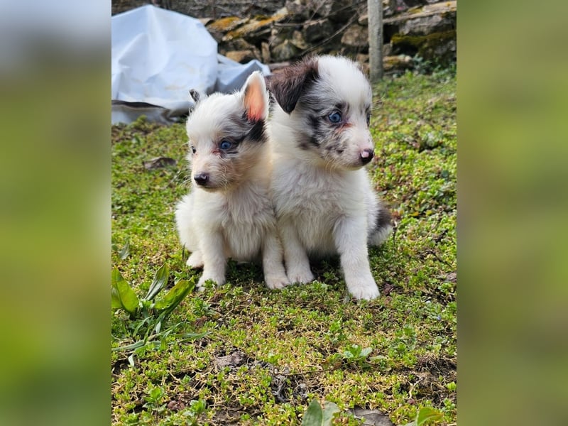 Sheltie Merle Jungen FCI