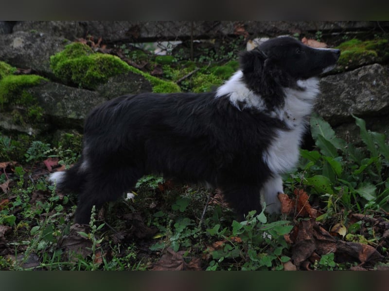 Weiblicher Sheltie FCI