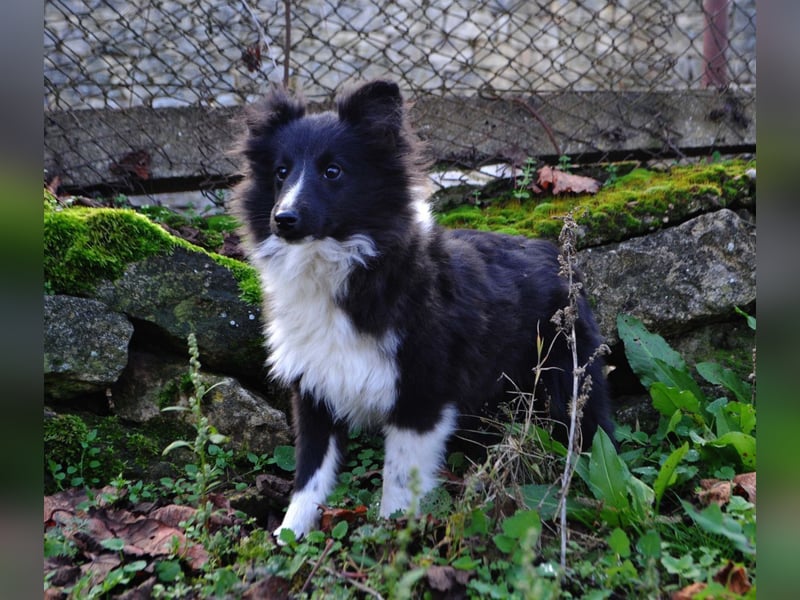 Weiblicher Sheltie FCI