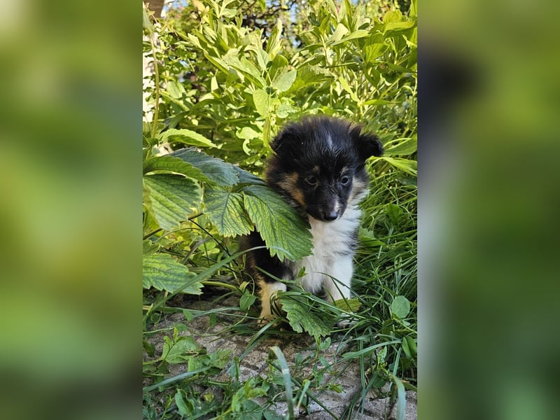 Sheltie-Mädchen