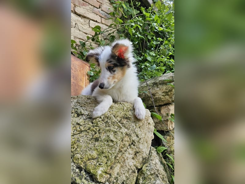 Blue Merle Sheltie-Männchen