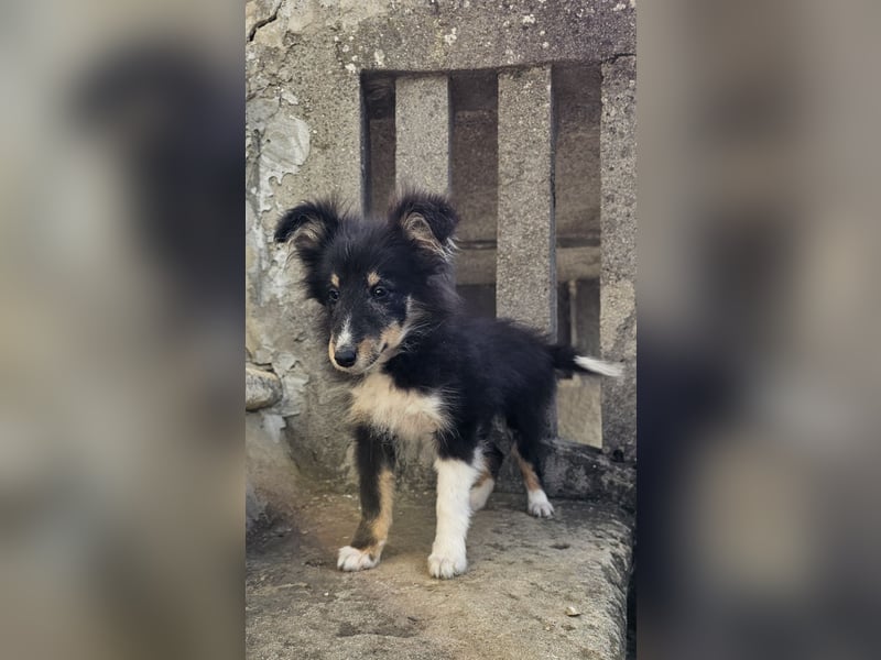 dreifarbiges Sheltie-Mädchen