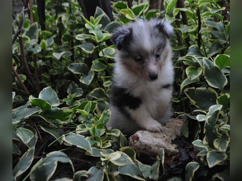 Sheltie-Mädchen