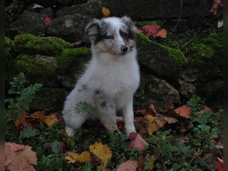 Sheltie FCI Hündin