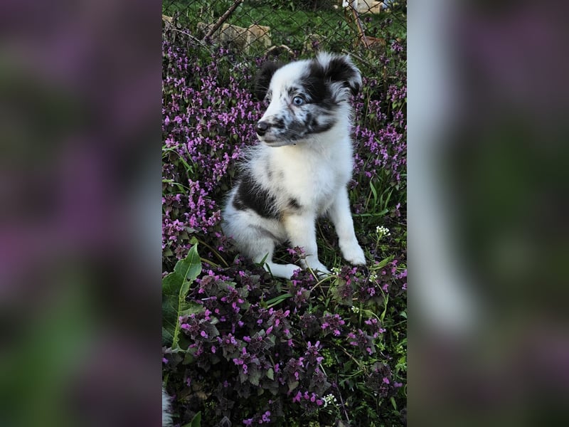 Sheltie Merle Jungen FCI