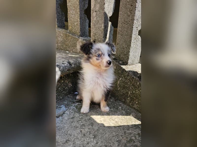 Sheltie-Junge