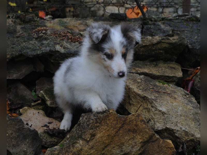 Sheltie Welpe, FCI Rüde