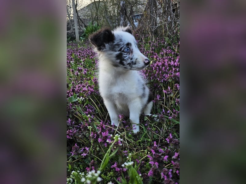 Sheltie Merle Jungen FCI