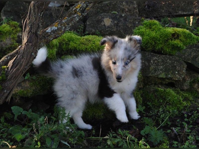 Sheltie-Mädchen