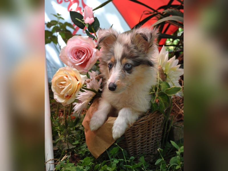 Sheltie-Mädchen