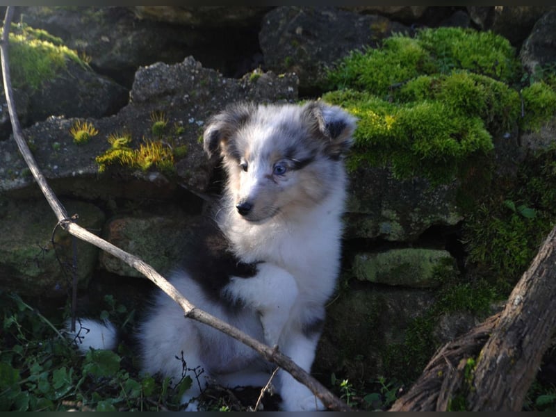 Sheltie-Mädchen