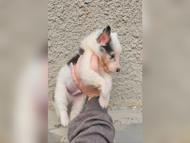 Sheltie Merle Jungen FCI