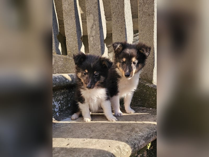 Sheltie-Welpen, Mädchen