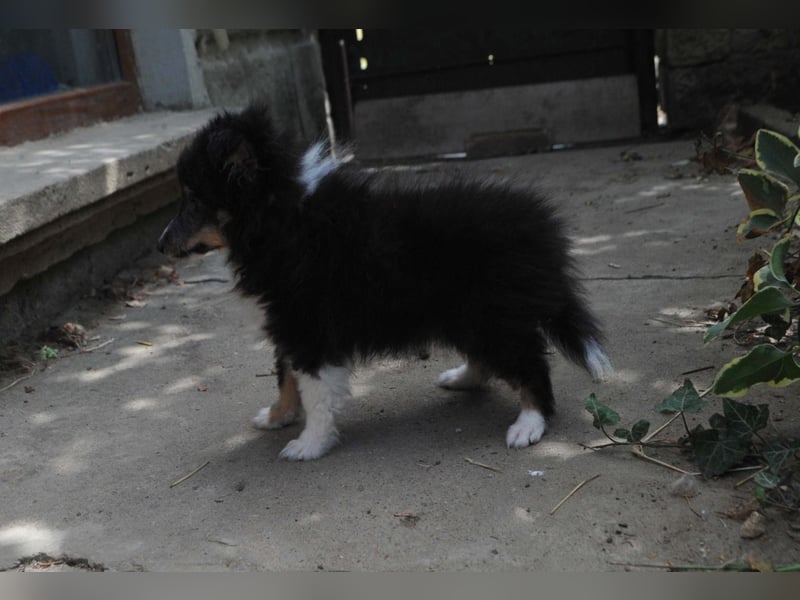 dreifarbiges Sheltie-Mädchen