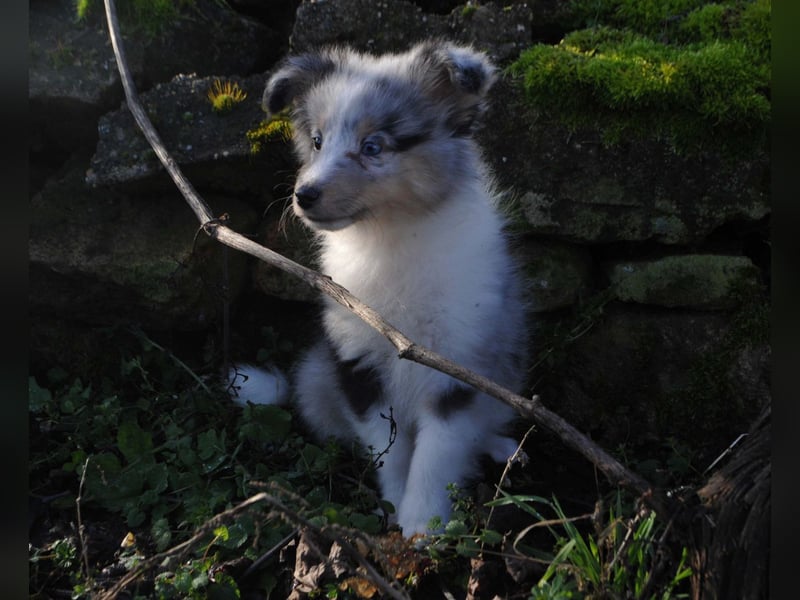 Sheltie-Mädchen