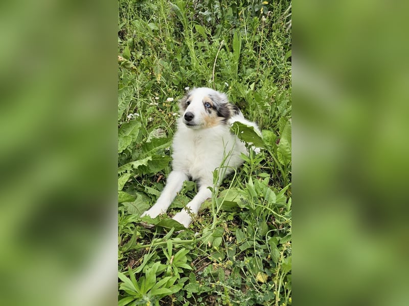 Blue Merle Sheltie-Männchen