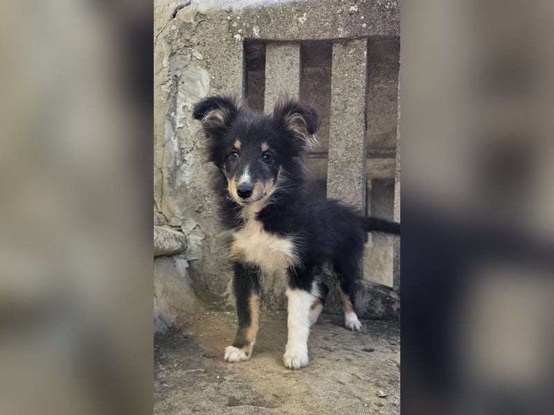 dreifarbiges Sheltie-Mädchen