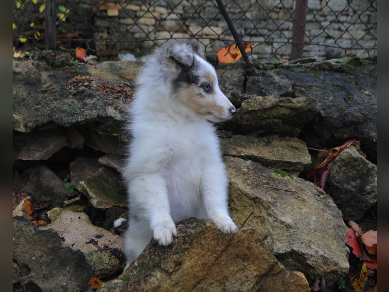 Sheltie Welpe, FCI Rüde