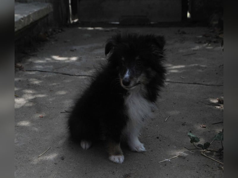 dreifarbiges Sheltie-Mädchen