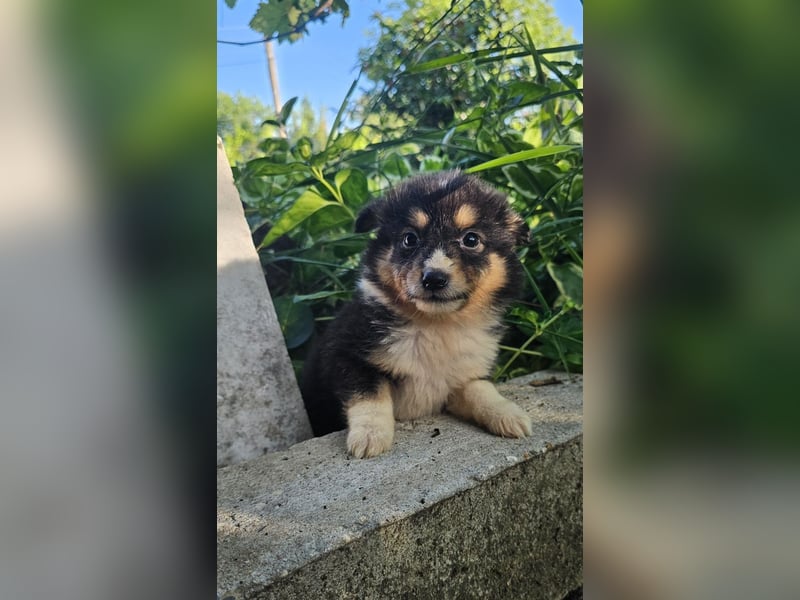 Sheltie-Mädchen