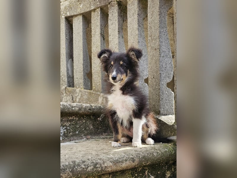 dreifarbiges Sheltie-Mädchen
