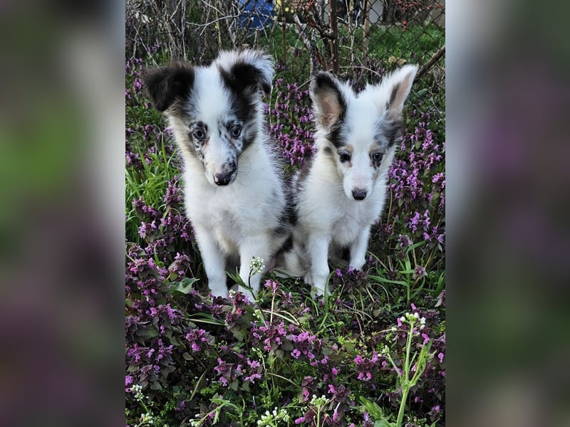 Sheltie Merle Jungen FCI