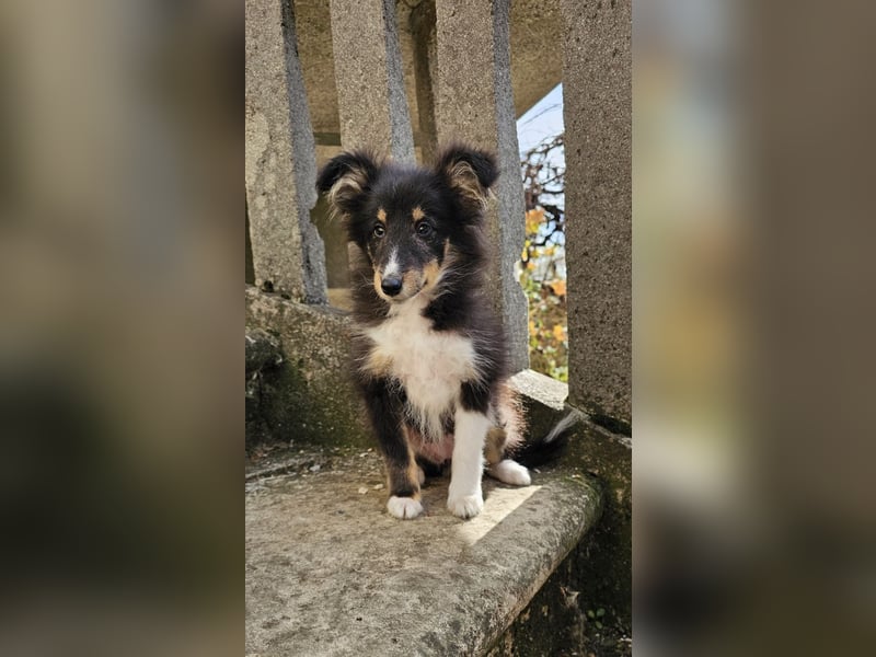 dreifarbiges Sheltie-Mädchen